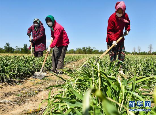  5月11日，農(nóng)民在山西省大同市云州區(qū)西坪鎮(zhèn)唐家堡村邊的黃花菜地里除草。新華社發(fā)（柴婷 攝）